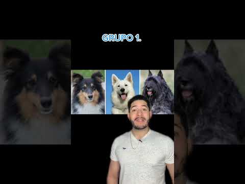 Cuantas razas de perros existen en en planeta ? #razasdeperros #planeta #existence hqdefault