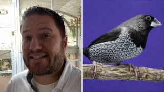 How to breed Society finches cage vs aviary