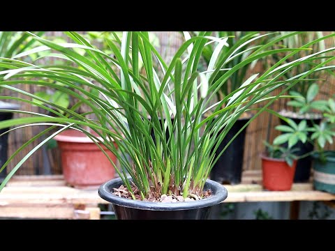 兰花最爱喝“兰菌王”，喝三次，新芽呼呼冒，赶紧试试