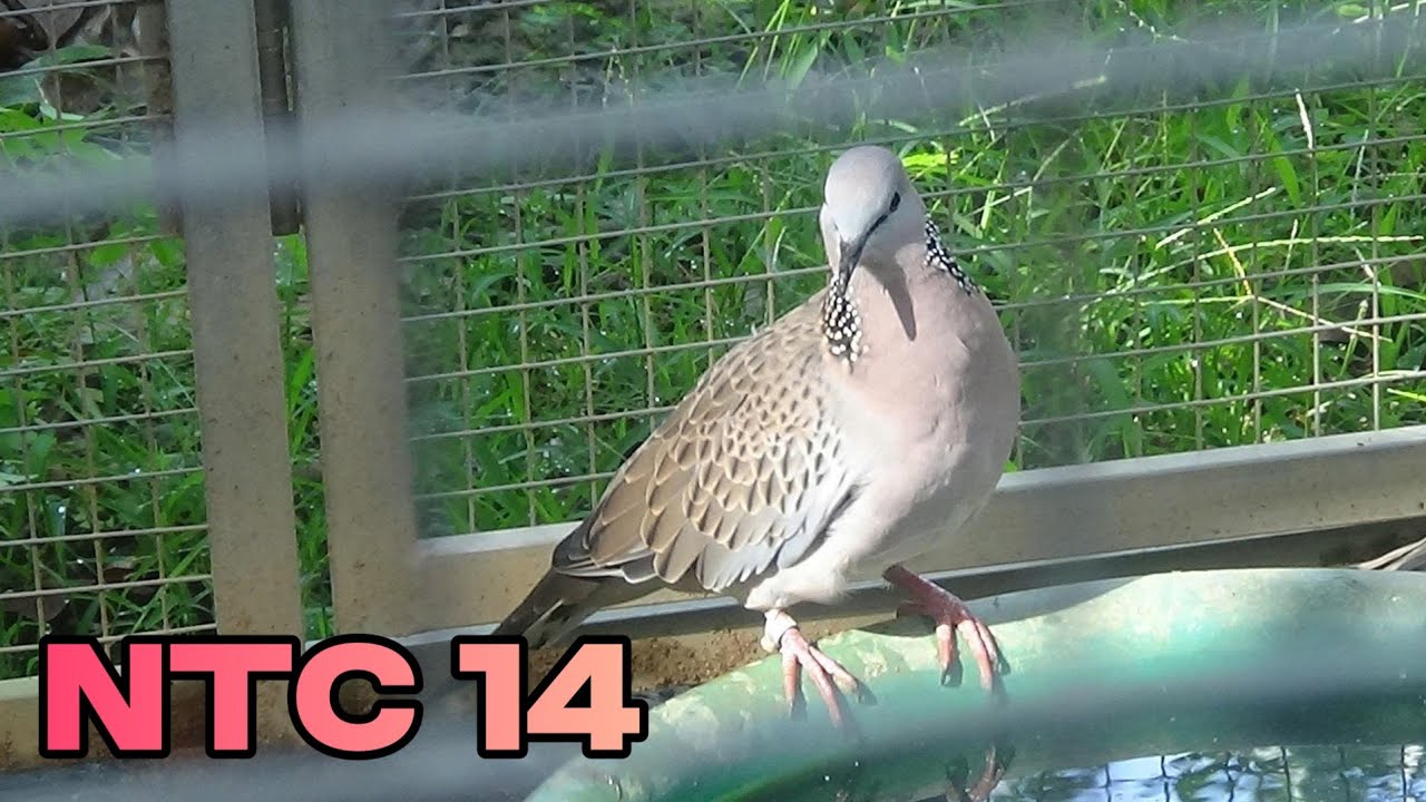 5 tháng nuôi cu sinh sản dòng ntc được bao nhiêu con với 2 cặp giống | Góc Nhỏ Quê Tôi