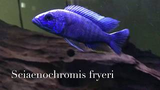 Sweet African Cichlid Electric Blue Ahli