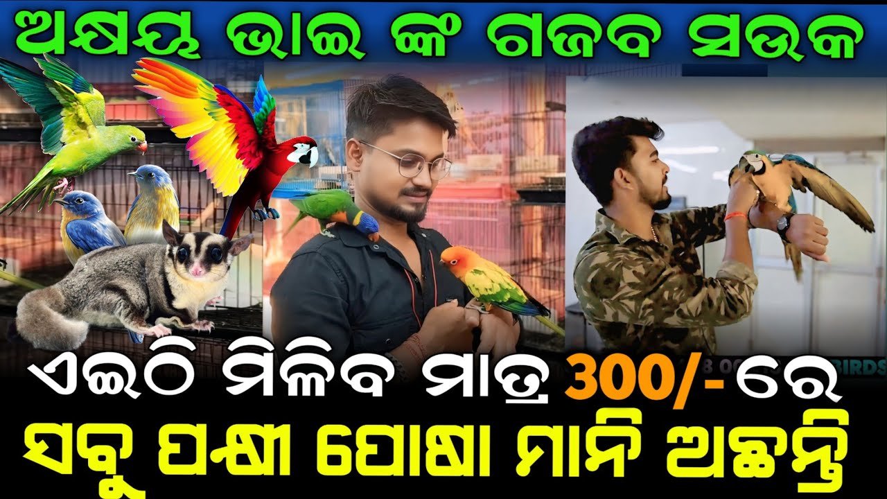  Pet Video Bhubneswar | Birds Paradise Pet Shop | All Types Of Birds & Sugar Gliders | 
