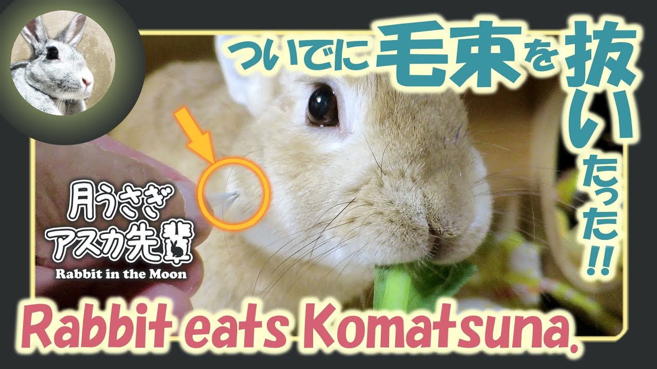 ついでに毛束を抜いたった ウサギのだいだい 19年8月31日 ウサギ うさぎ ご冥福