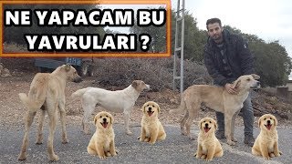 KÖPEKLERİMİZİN SÜRPRİZ YAVRULARI !