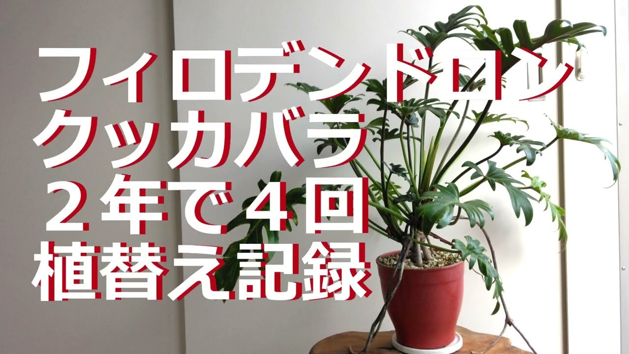 Repotted four times in two years (Philodendron kookaburra) - YouTube