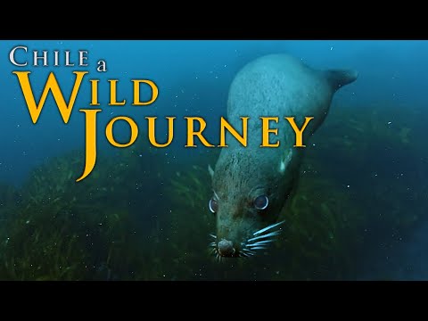 CHILE: A WILD JOURNEY - EPISODE 3: FIGHTER