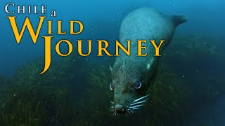 Chile: A Wild Journey | Episode 3 | Fighter