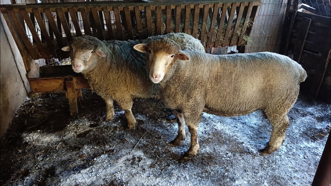 YAĞIZ'IN ÇİFTLİĞİ'NİN TANITIMI VE İLK VİDEOSU