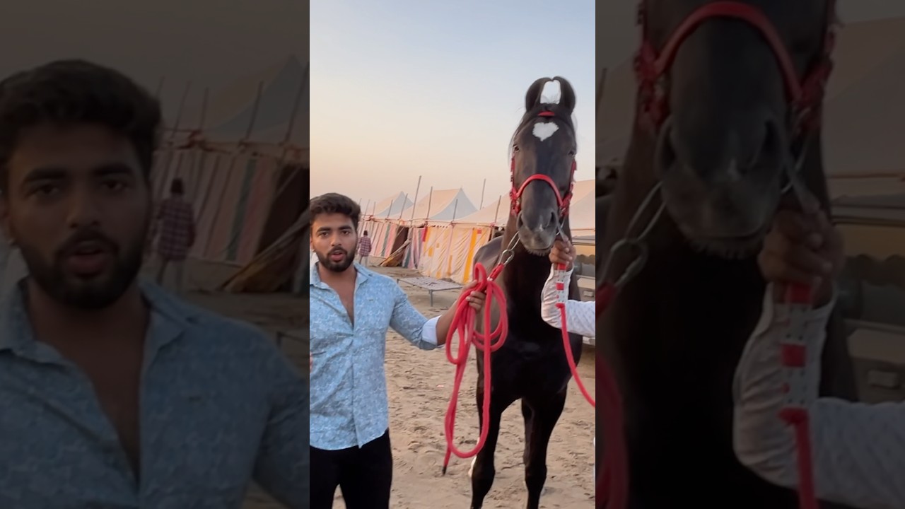 Biggest horse in RAJASTHAN FESTIVAL 😰BURJ KHALIFA