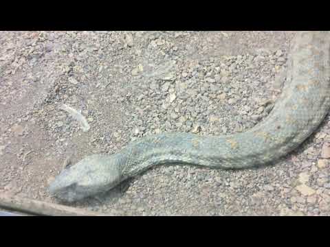 افعى في حديقة حيوانات مشهد في ايران 