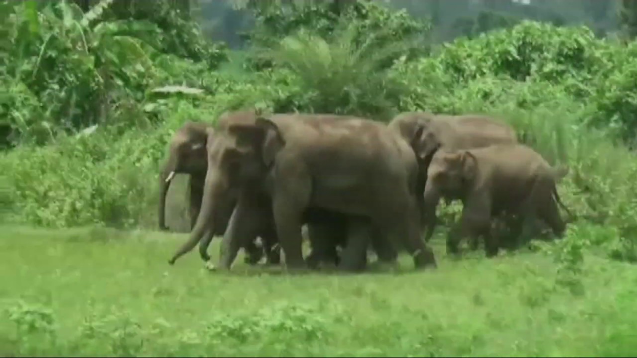 Spade Elephant s Cat Walk In Dooars Forest Road