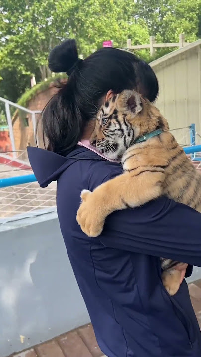 🐯 WOW!!!, this little tiger cub is absolutely adorable!😊😊😊 #adorable #zoo #tiger  #tigercub