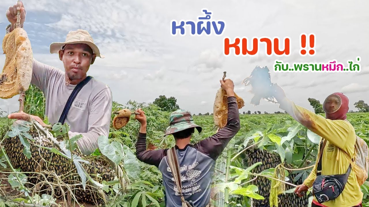 หาผึ้งกับพรานหมึก พรานไก่ หมานมาก เจอรังกิ่งหัก กองอยู่กับพื้น ดุสุดๆ