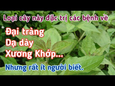Video Những bài thuốc đặc trị viêm đại tràng, dạ dày, đau... - youtube