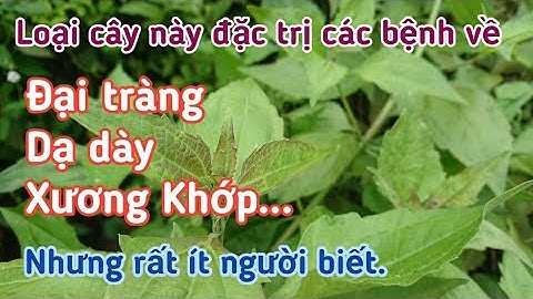 Những bài thuốc đặc trị viêm đại tràng, dạ dày, đau nhức Xương Khớp... Rất hay.