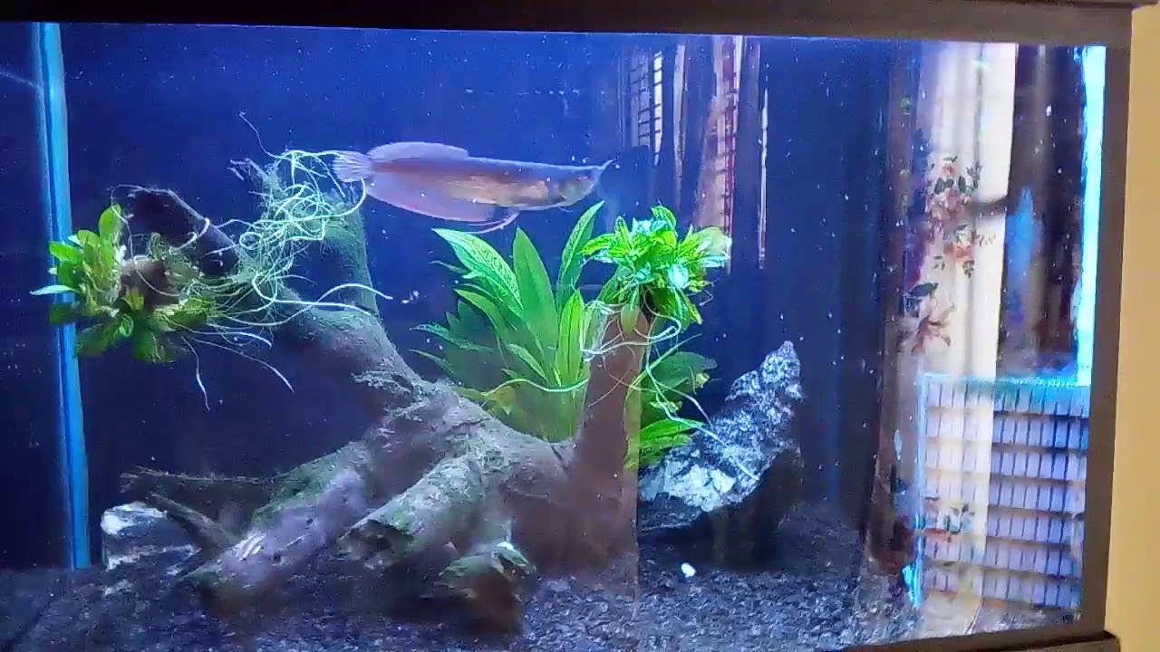 AROWANA TANK SETUP UPDATED