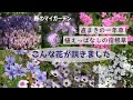 【植えっぱなしの宿根草と直まき一年草】春の庭で《こんな花が咲きました》