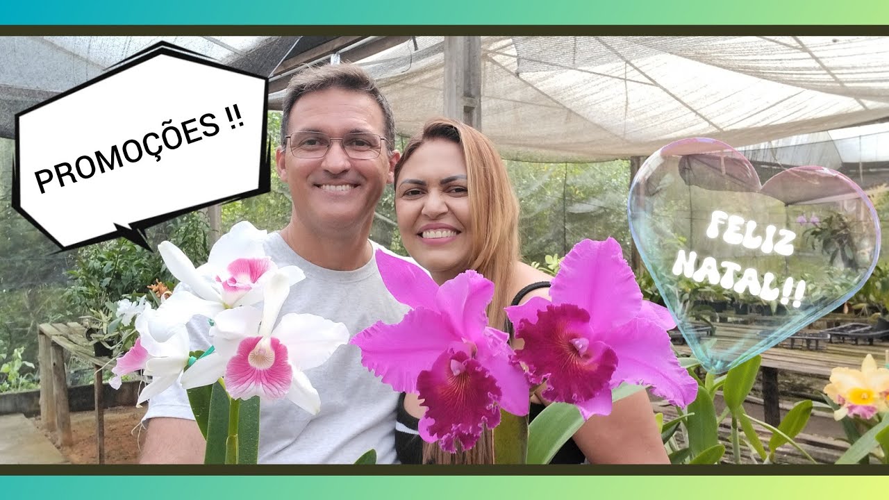 Orquidário Monte Negro: Promoções em todas as orquídeas adultas!!!