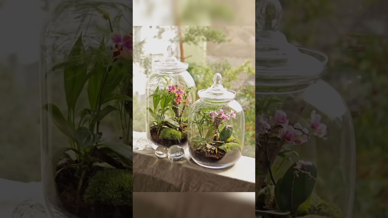 Elegant Orchid Plants Terrarium Setup 🪴