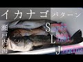 【イカナゴパターン】独特なスーパーライトジギングでマダイを狙う。