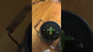 Cheap indoor weed grow seedlings