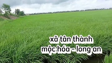 bán 35 công đất lúa giá rẻ ở xã tân thành,mộc hóa,long an. sđt 0979920397
