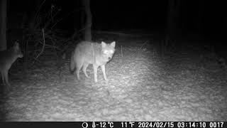 Coyotes on Trail Cam 15FEB2024