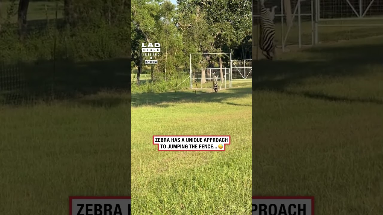 Zebra Does Front Flip Over Fence 🦓🤯