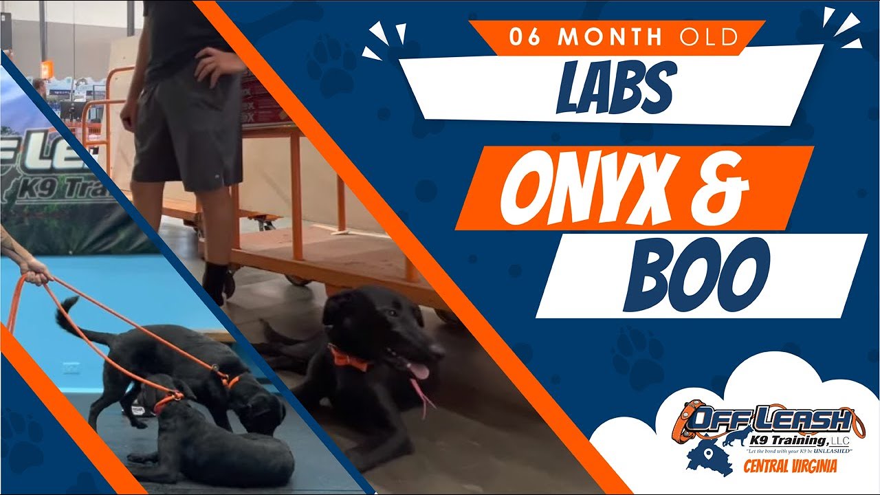Onyx & Boo 6 M.O. Labs Best Dog Trainers Virginia YouTube