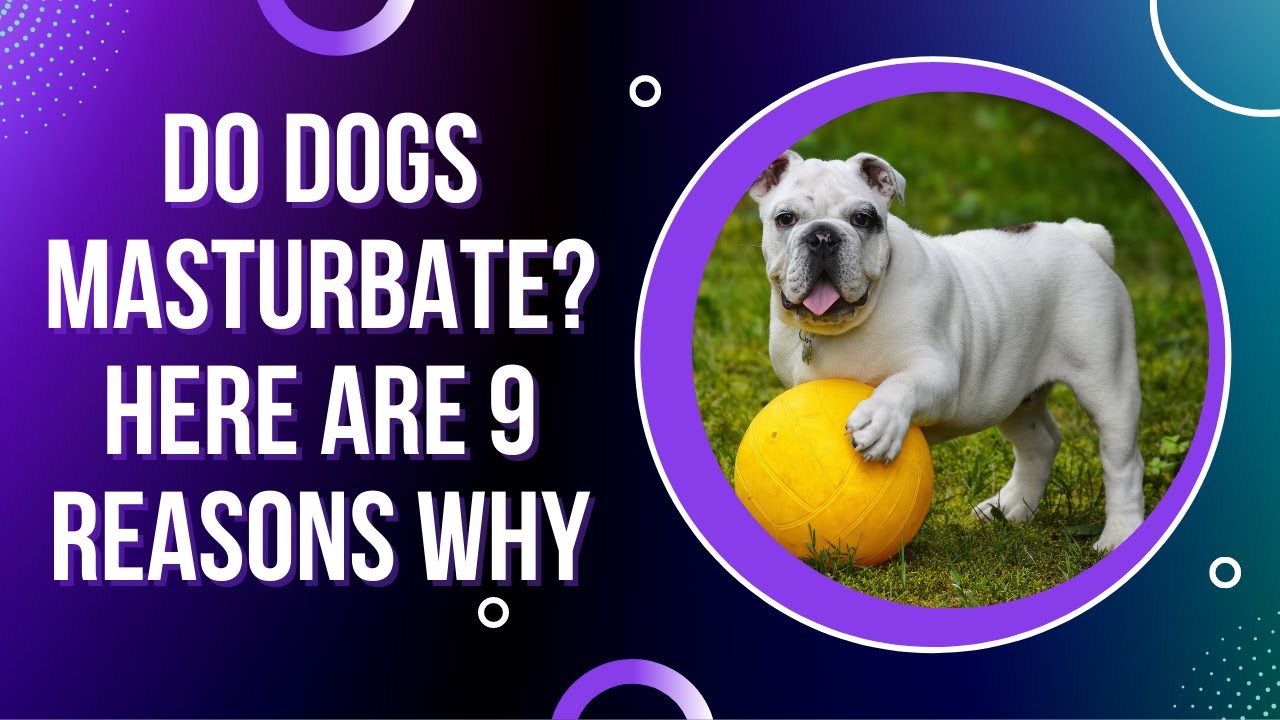 Do Dogs Masturbate? Here Are 9 Reasons Why YouTube