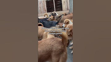 Link in our channel description to donate—every bit helps us keep them fed, safe, and loved.