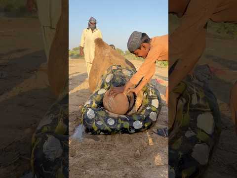 الجمل ي رف ض الم اء وي رت م ي على رمال الصحراء ب ه دوء