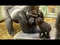 もっとキンタロウに触れたい父ちゃん⭐️ゴリラ gorilla【京都市動物園】Dad Gorilla Momotaro wants to touch baby more