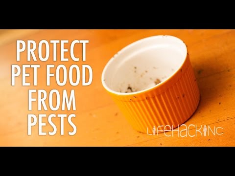 Protect Your Pet Food From Ants