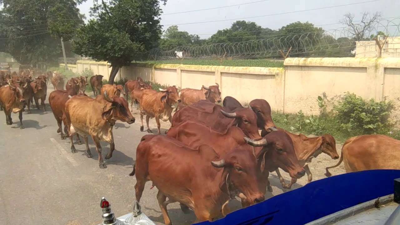 Mathura gokul me cow YouTube