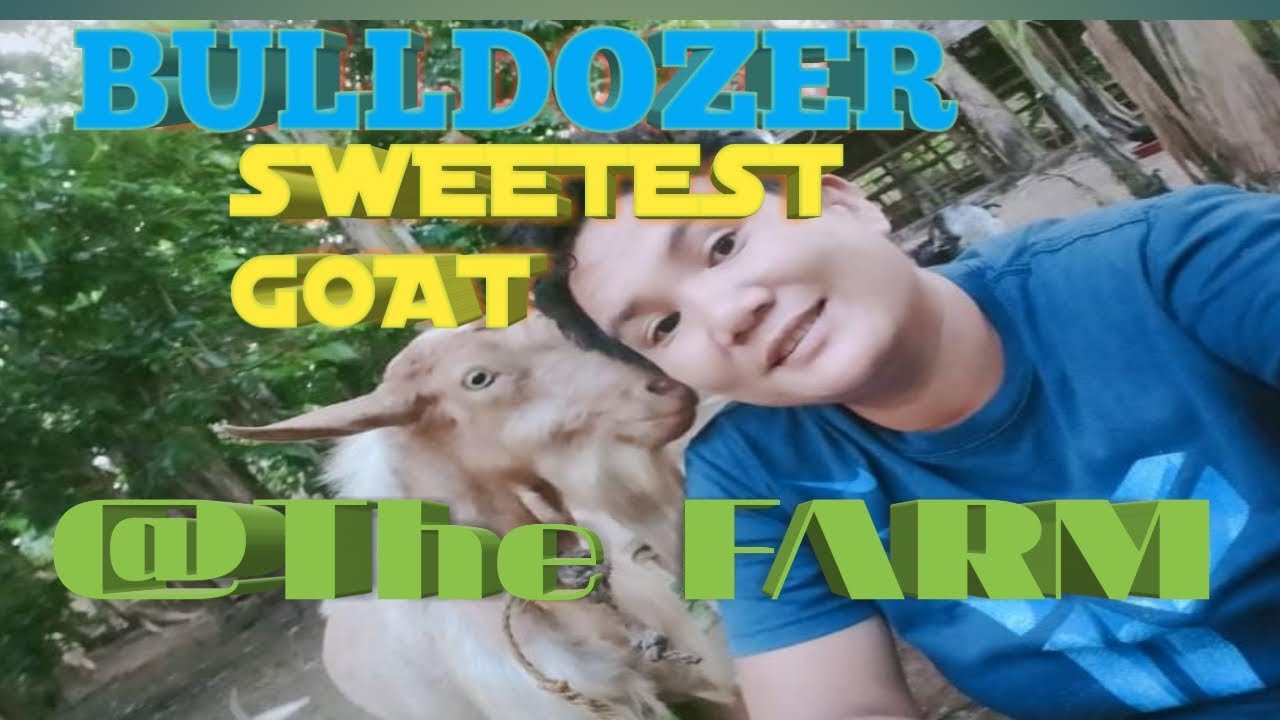 CAN GOAT BE PET? 🙄🤔MEET BULLDOZER THE SWEETEST GOAT🐐 ️💕 YouTube