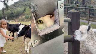 Animals doing The Funniest Things 🤣 by PetsOnly 1,507 views 2 weeks ago 14 minutes, 1 second