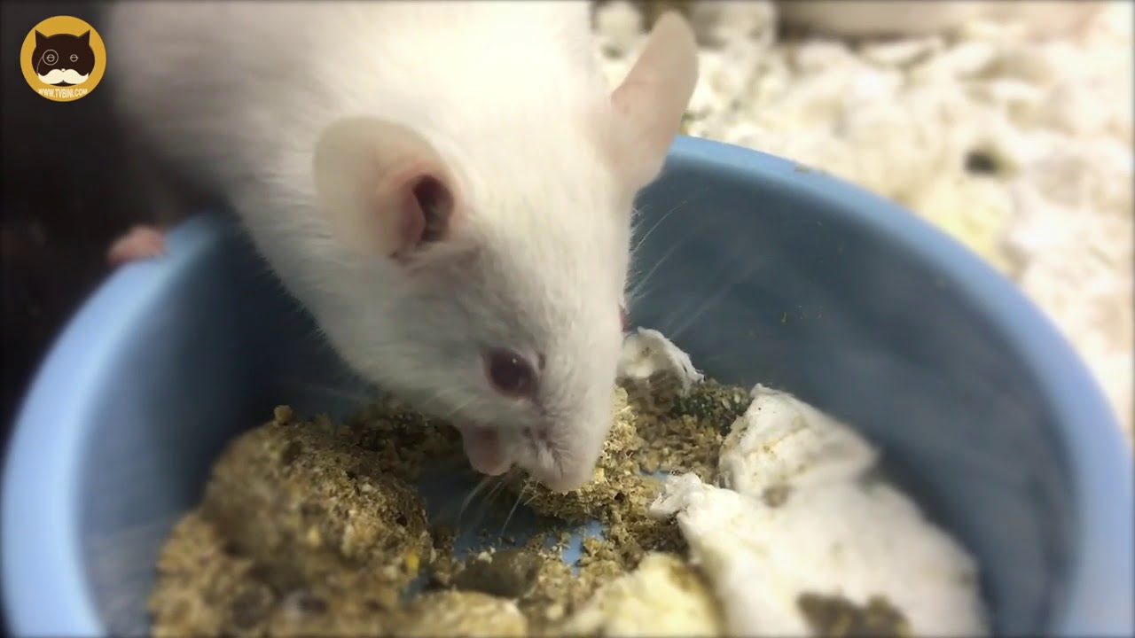 CAT GAMES - Catching White Mice! Video for Cats to Watch.