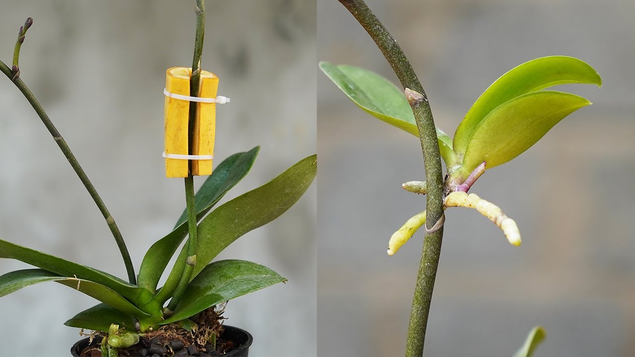 This Way Will Help Orchids Germinate Immediately Tips To Propagate