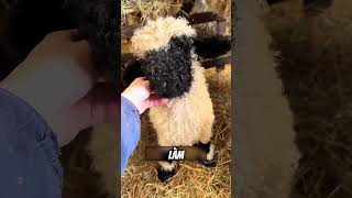 Vẻ ngoài độc đáo của cừu Valais mũi đen #dongvat