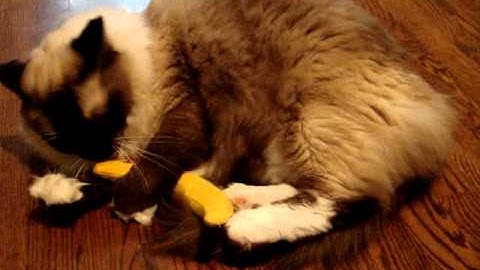 Ragdoll CatPlays with The DuckyWorld Yeowww! Catnip Banana! ねこ - ラグドール - Floppycats