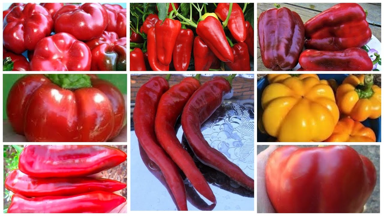 3 моих любимых и урожайных сорта перцев