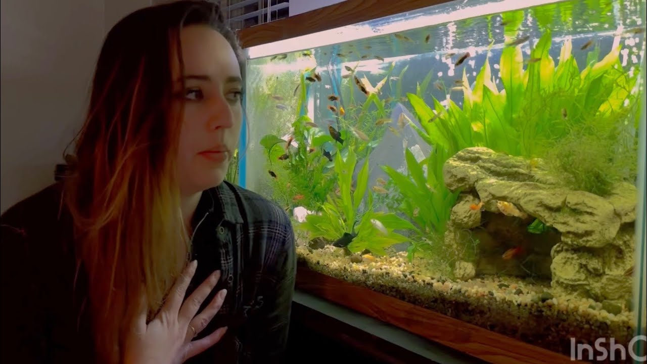What to do if your Pet Fish Dies YouTube