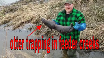 how to trap otter for beginners tricks
