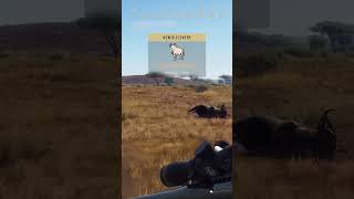 Way Of The Hunter: My First Blue Wildebeest Of The Day screenshot 3
