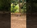 Leopard Attacks Goat, Cat Defends — Leopard Jumps Fence in Fear! #catshorts #animalfight #shorts