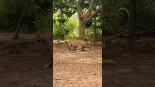 Leopard Attacks Goat, Cat Defends — Leopard Jumps Fence in Fear! #catshorts #animalfight #shorts