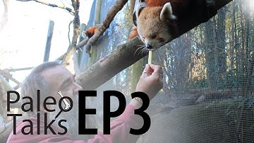 Red Pandas, Living and Extinct [Paleo Talks EP3]