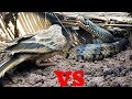 Awesome Big Snake Trap Using Square deep hole trap -  How To Make Big Python Snake Trap Work 100%