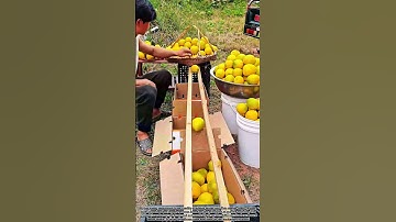 Using Simple Bamboo/Wood To Sort Fruits Quickly And Efficiently!
